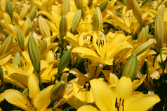 Lilies