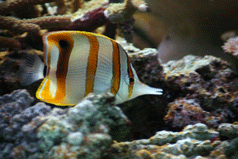 Tropical Fish